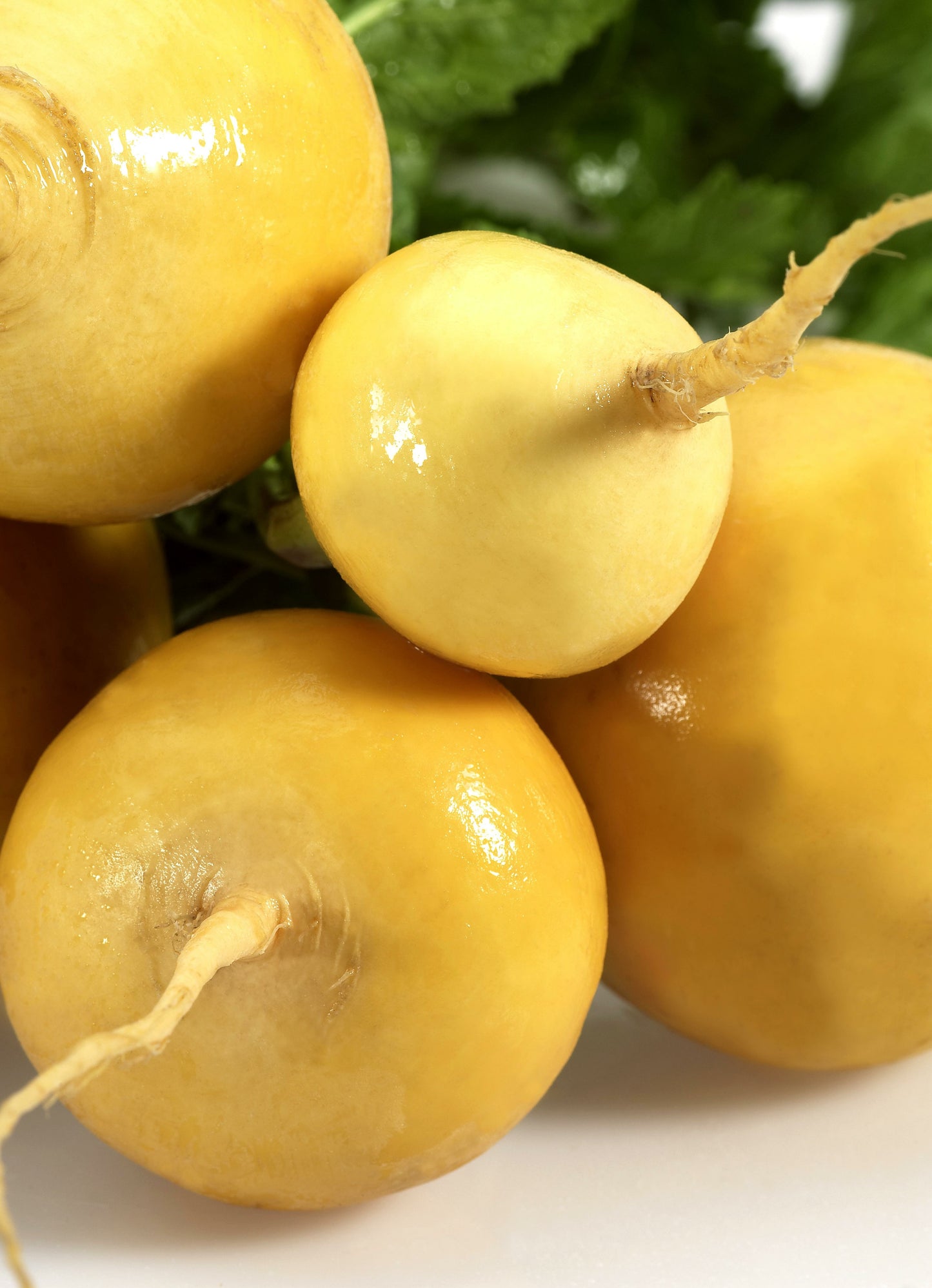 Seedeo® Stoppelrübe Golden Ball (Brassica rapa rapa) ca. 200 Samen BIO