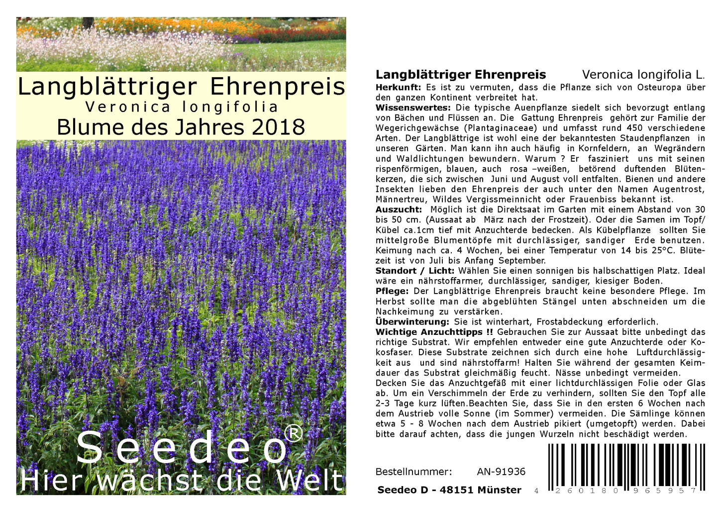 Seedeo® Langblättriger Ehrenpreis (Veronica longifolia L.) 300 Samen Blume des Jahres 2018 – Ansicht 3