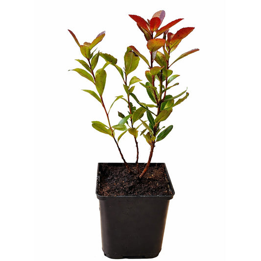 Seedeo® Erdbeerbaum (Arbutus unedo) Pflanze ca. 20-30 cm hoch