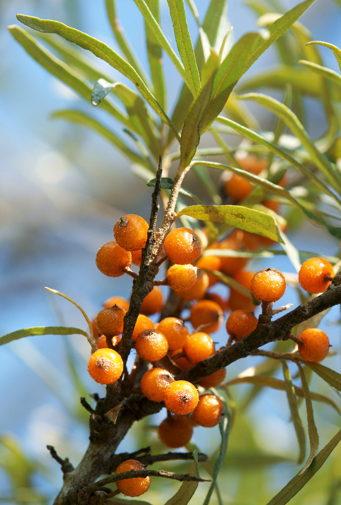 Seedeo® Sanddorn (Hippophae rhamnoides) 60 Samen