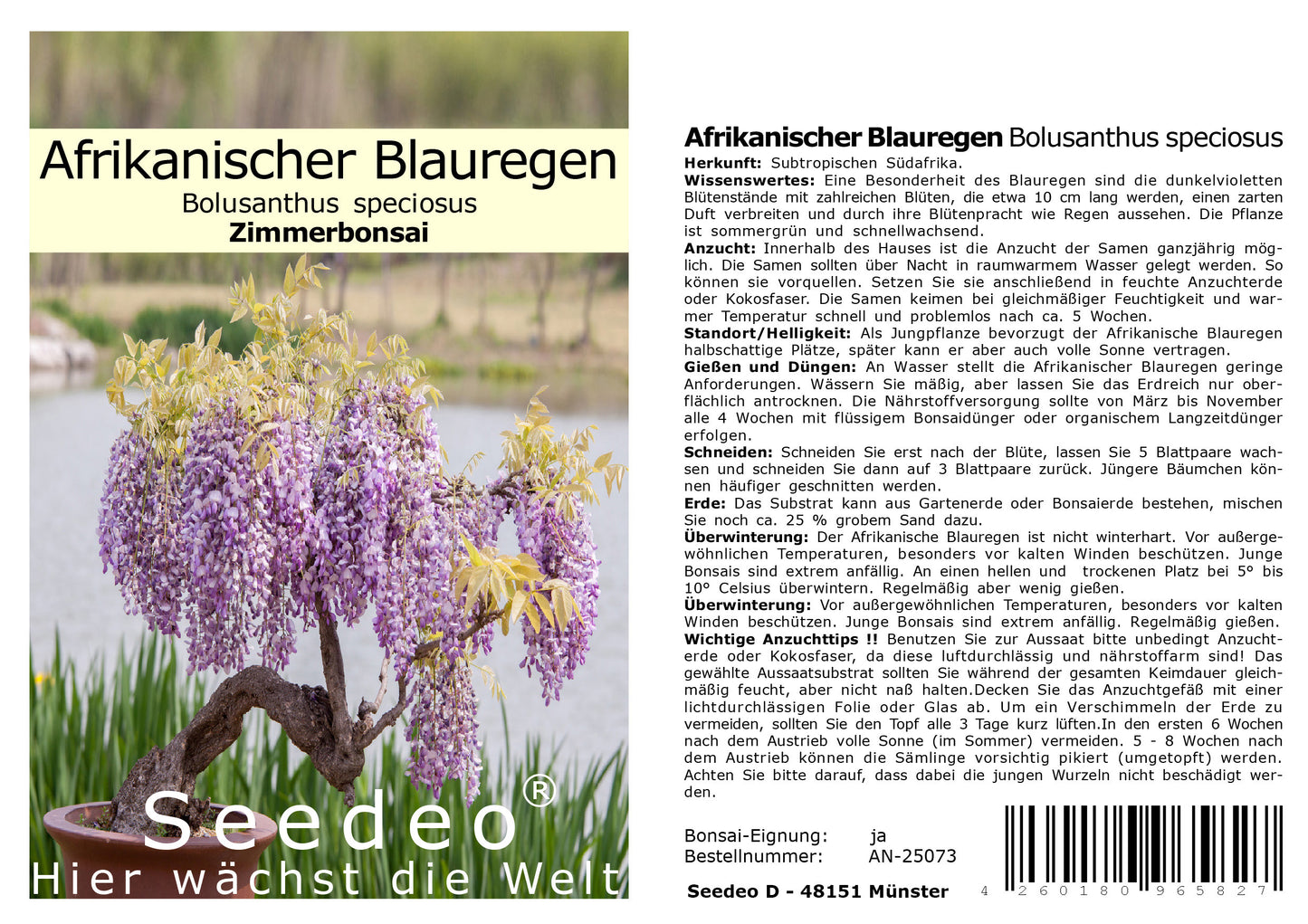 Seedeo® Afrikanischer Blauregen (Bolusanthus speciosus) Bonsai 20 Samen