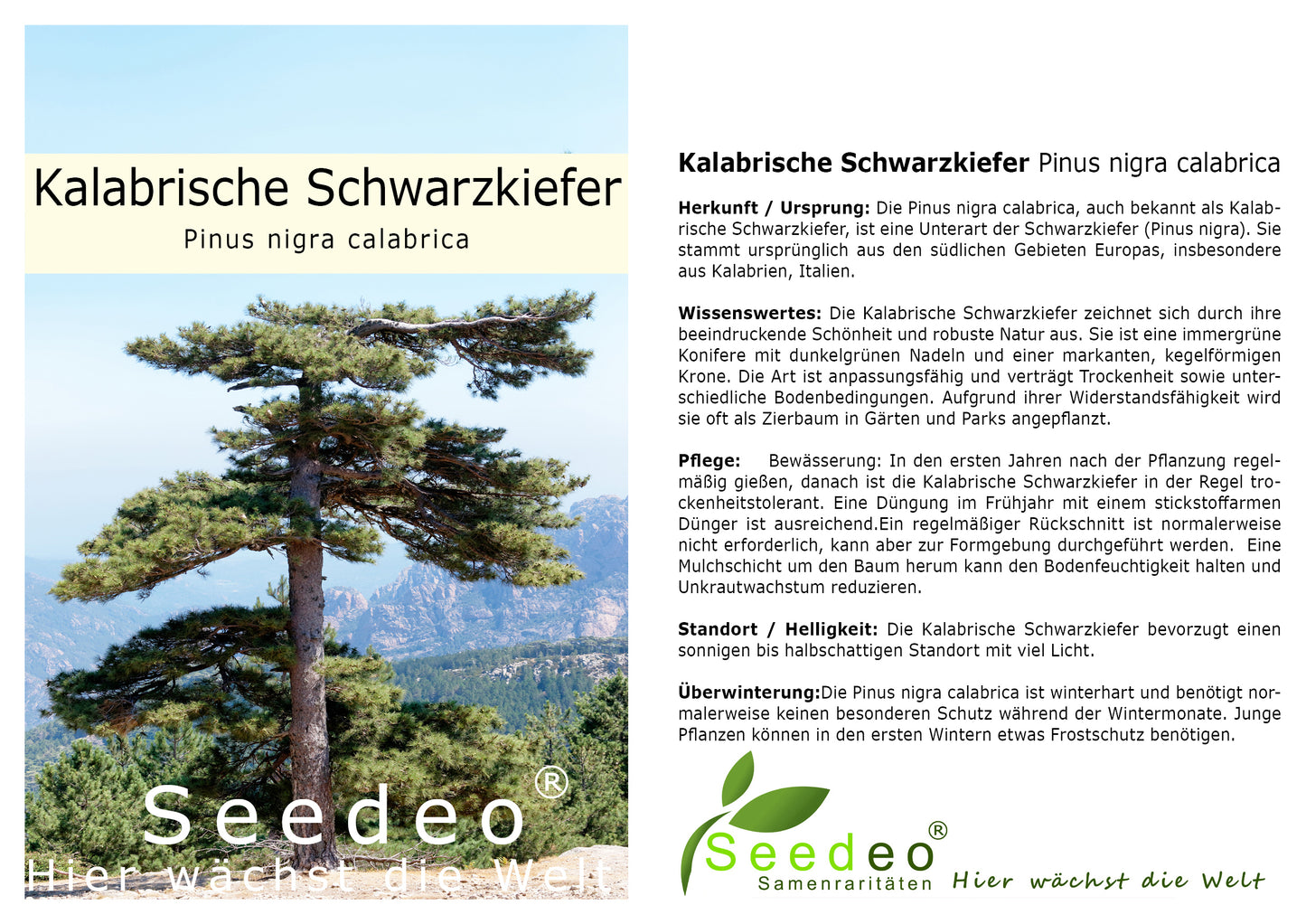 Seedeo® Kalabrische Schwarzkiefer (Pinus nigra calabrica) Pflanze ca. 20 cm - 30 cm