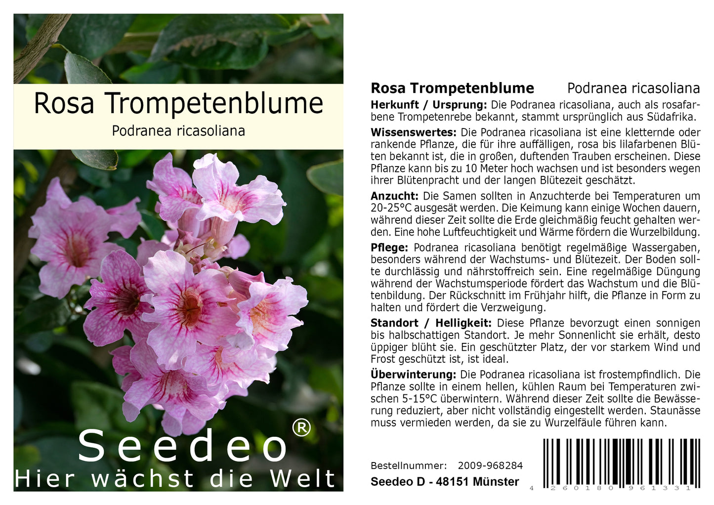 Seedeo® Rosa Trompetenblume (Podranea ricasoliana) 50 Samen