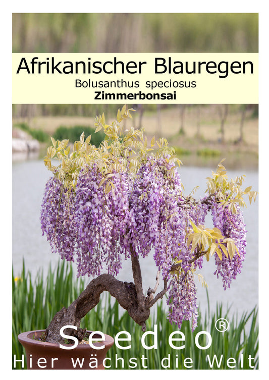 Seedeo® Afrikanischer Blauregen (Bolusanthus speciosus) Bonsai 20 Samen