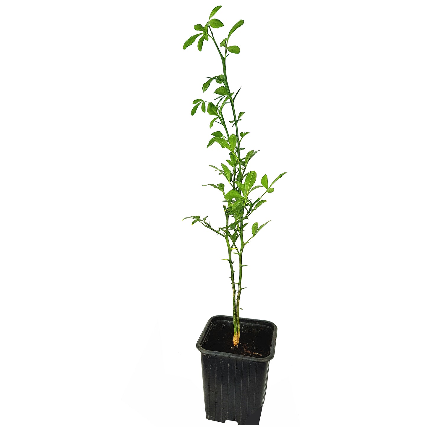 Seedeo® Bitterorange (Poncirus trifoliata) Pflanze ca. 10 - 15 cm