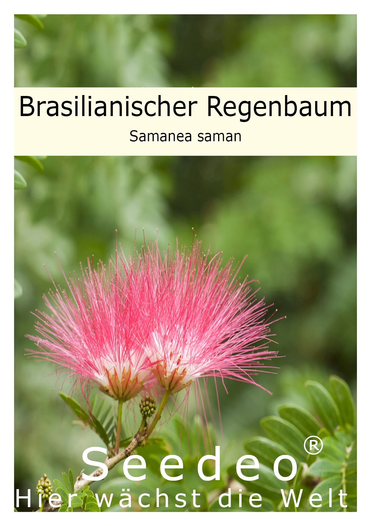 regenbaum bonsai Seedeo® Brasilianischer Regenbaum Samanea Saman 15 Samen