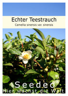 Echter Teestrauch (Camelia sinensis VAR. sinensis) 7 Samen