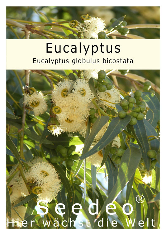 Seedeo® Eucalyptus (Eucalyptus globulus bicostata) 200 Samen