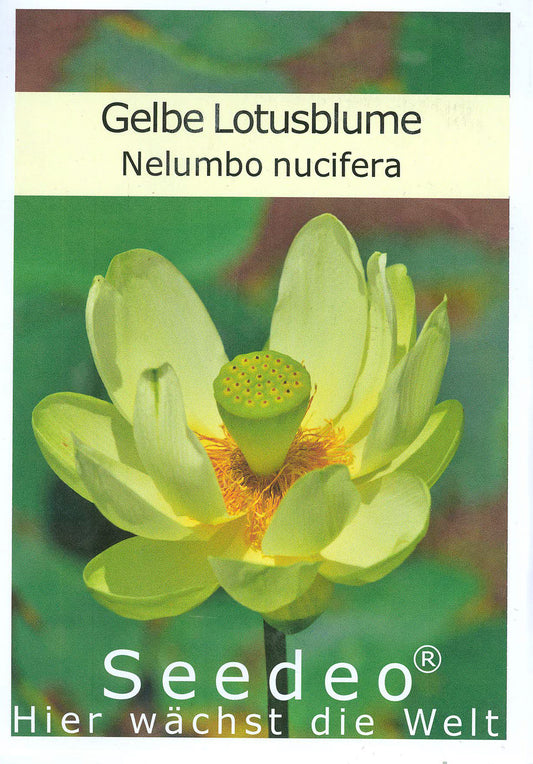 Seedeo® Gelbe Indische Lotusblume (Nelumbo nucifera) 7 Samen