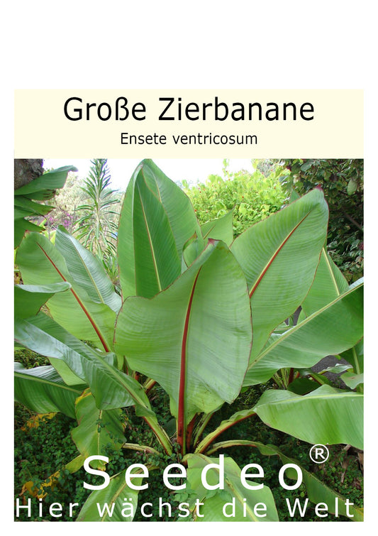 Seedeo® Große Zierbanane (Ensete ventricosum) 10 Samen