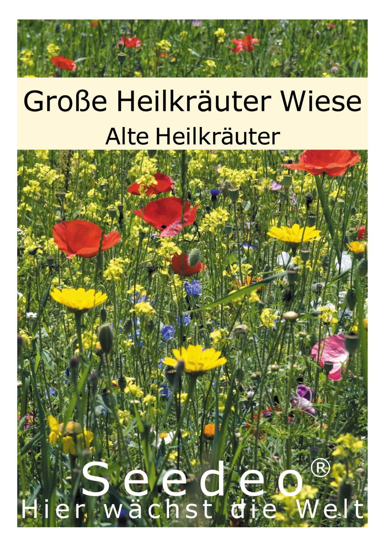 Seedeo® Die große Heil-Wildkräuter Wiese