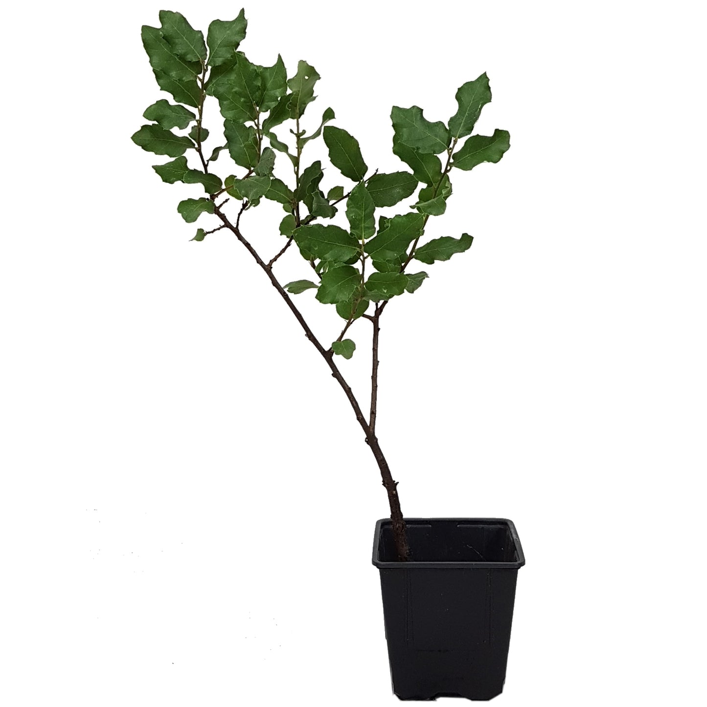 Seedeo® Iberische Korkeiche (Quercus suber) 1 Jungpflanze ca. 30 cm