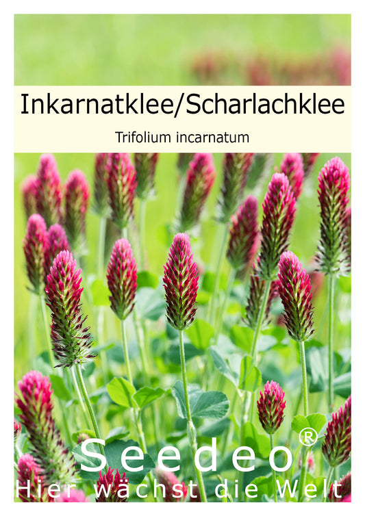 Seedeo® Inkarnatklee / Scharlachklee (Trifolium incarnatum ) ca. 1000 Samen