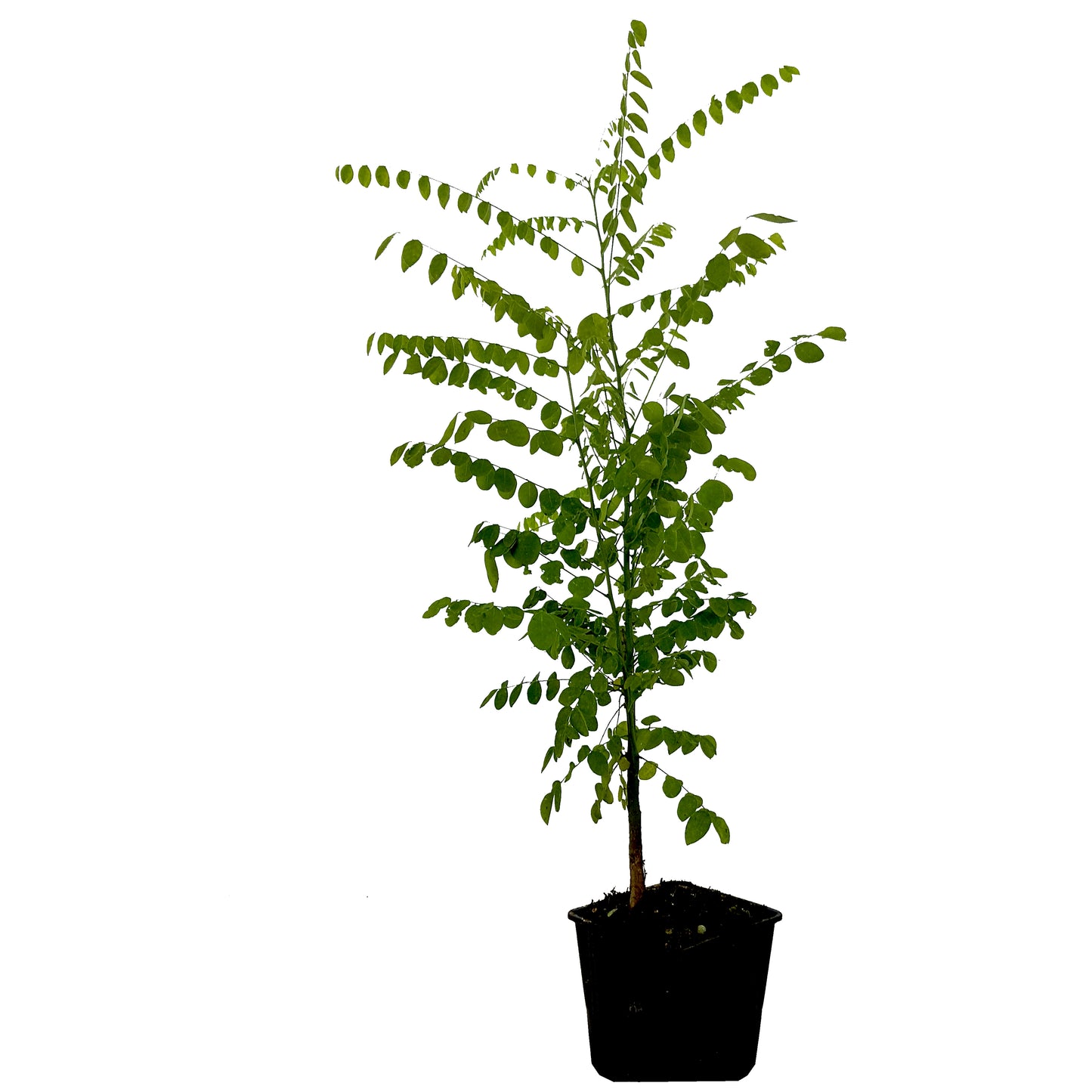 Seedeo® Japanische Schnurbaum (Sophora japonica) ca. 50 cm