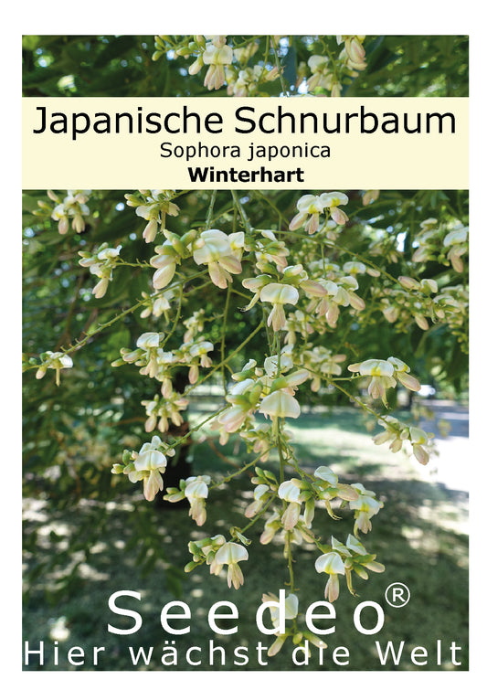Seedeo® Japanische Schnurbaum (Sophora japonica) 30 Samen