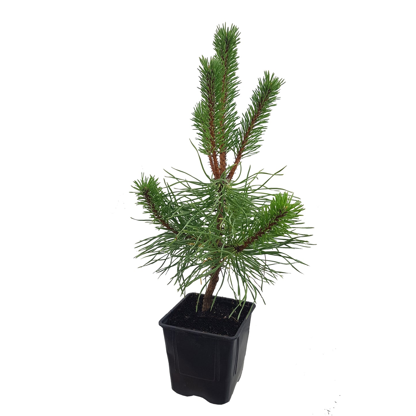 Seedeo® Kalabrische Schwarzkiefer (Pinus nigra calabrica) Pflanze ca. 20 cm - 30 cm