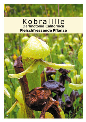 Seedeo® Kobralilie (Darlingtonia Californica) 10 Samen
