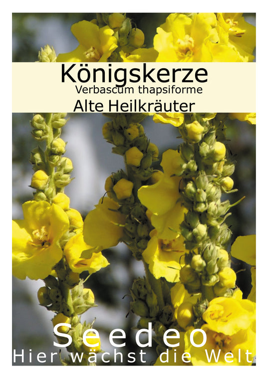 Seedeo® Königskerze (Verbascum thapsiforme) 200 Samen