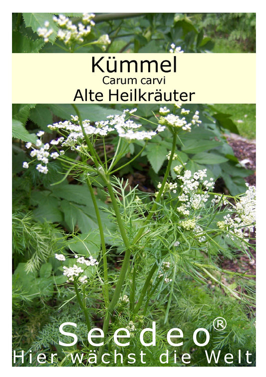 Seedeo® Kümmel (Carum carvi) ca 200 Samen