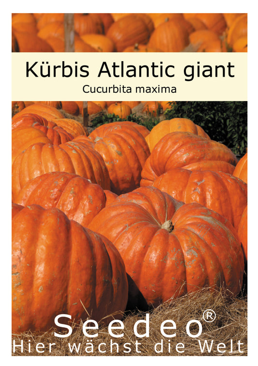 Seedeo® Kürbis Atlantic giant (Cucurbita maxima) 10 Samen BIO