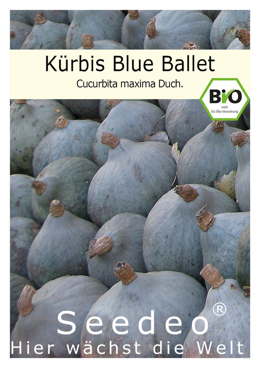 Seedeo® Kürbis Blue Ballet (Cucurbita maxima Duch.) 7 Samen BIO