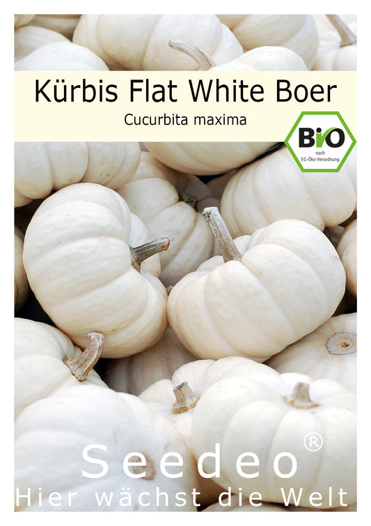 Seedeo® Kürbis Flat White Boer (Cucurbita maxima) 10 Samen BIO
