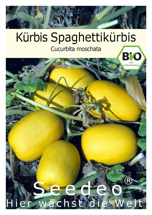 Seedeo® Spaghettikürbis (Cucurbita pepo) 10 Samen BIO