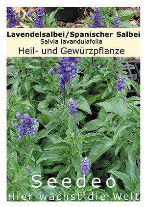 Seedeo® Lavendelsalbei / Spanischer Salbei (Salvia lavandulafolia) 50 Samen