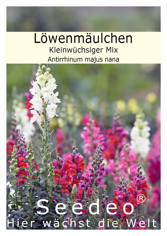 Seedeo® Löwenmäulchen Kleinwüchsiger Mix (Antirrhinum majus nana) 500 Samen