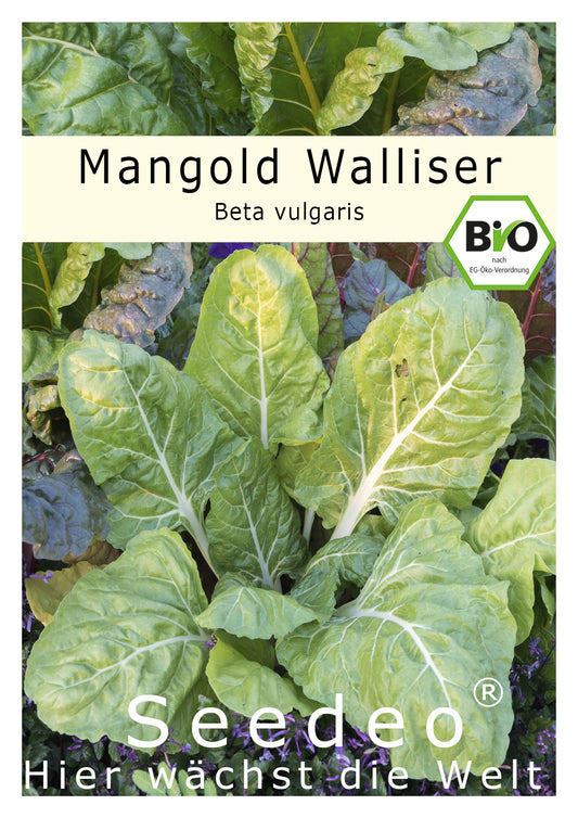 Seedeo® Mangold Walliser (Beta vulgaris) 50 Samen BIO