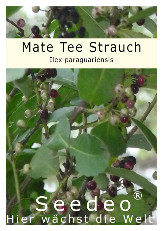 Seedeo® Mate Tee Strauch (Ilex paraguariensis) 20 Samen