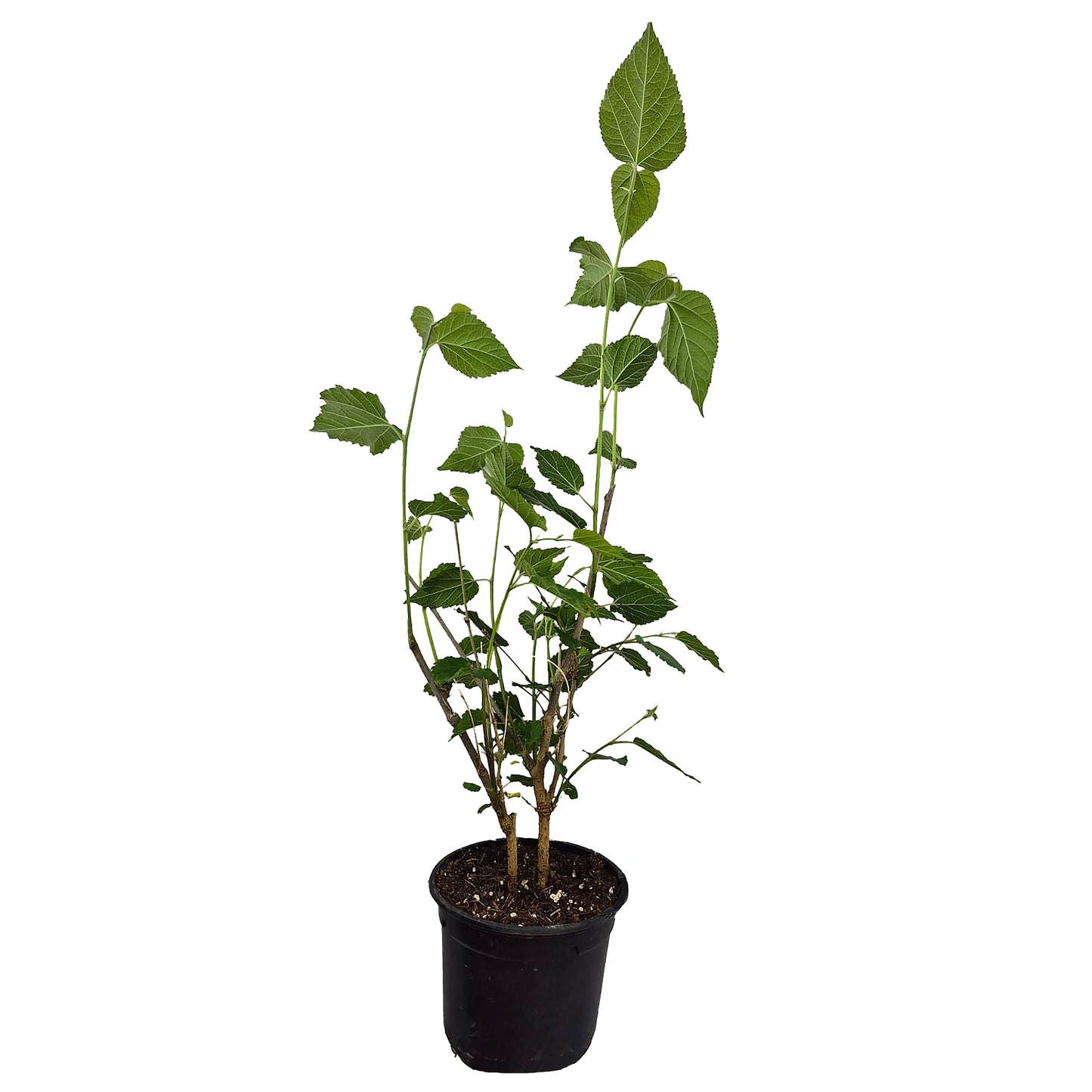 Seedeo® Maulbeere „Mojo Berry“ Morus rotundiloba Pflanze ca. 20 - 40 cm hoch