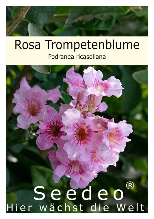 Seedeo® Rosa Trompetenblume (Podranea ricasoliana) 50 Samen