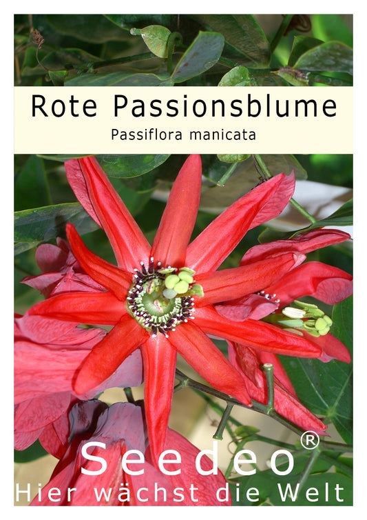 Seedeo® Rote Passionsblume (Passiflora manicata) 10 Samen