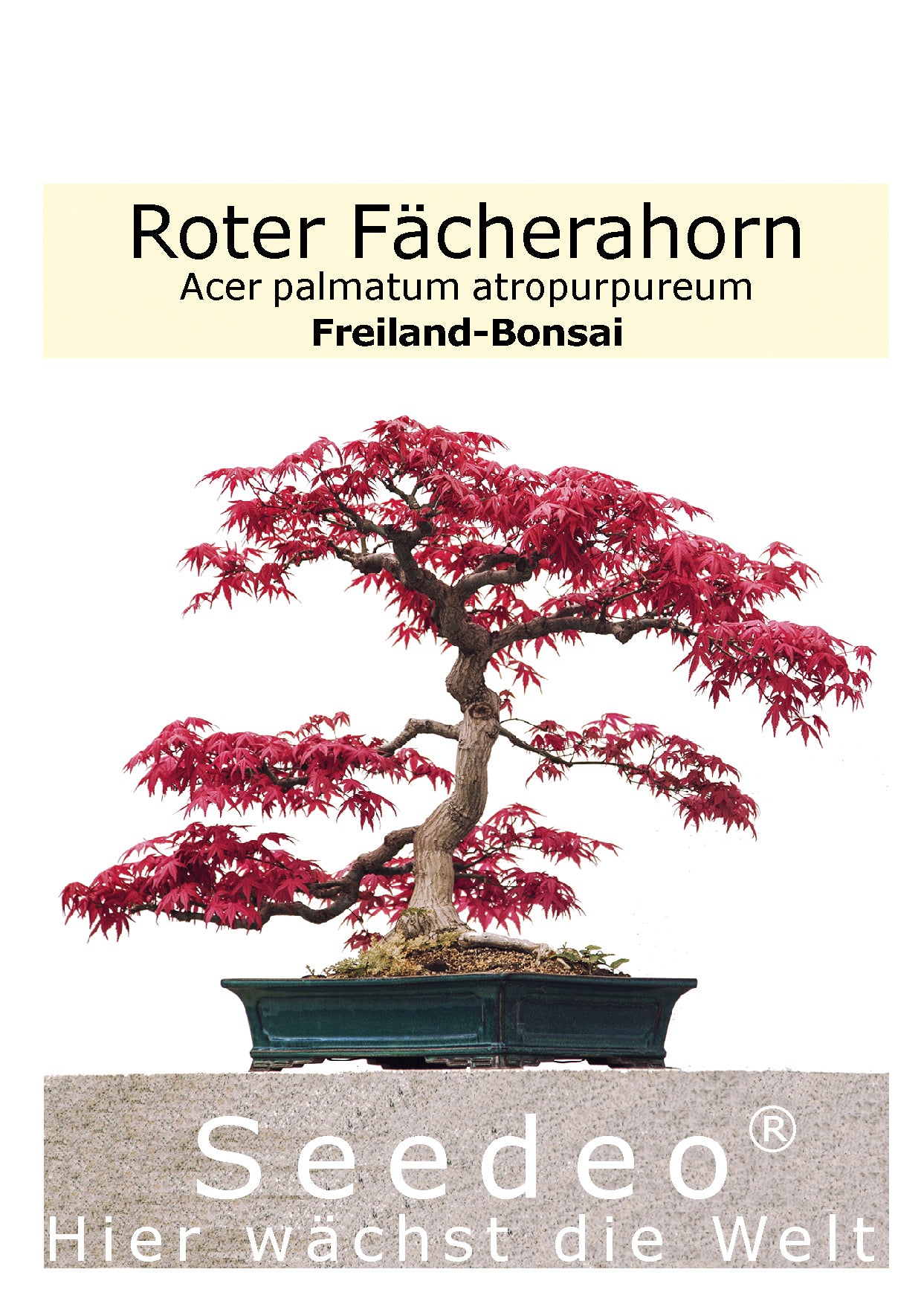 Seedeo® Roter Fächerahorn (Acer palmatum atropurpureum) Bonsai 20 Same