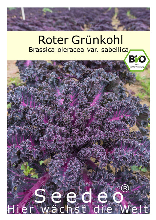 Seedeo® Roter Grünkohl (Brassica oleracea var. sabellica) 100 Samen BIO
