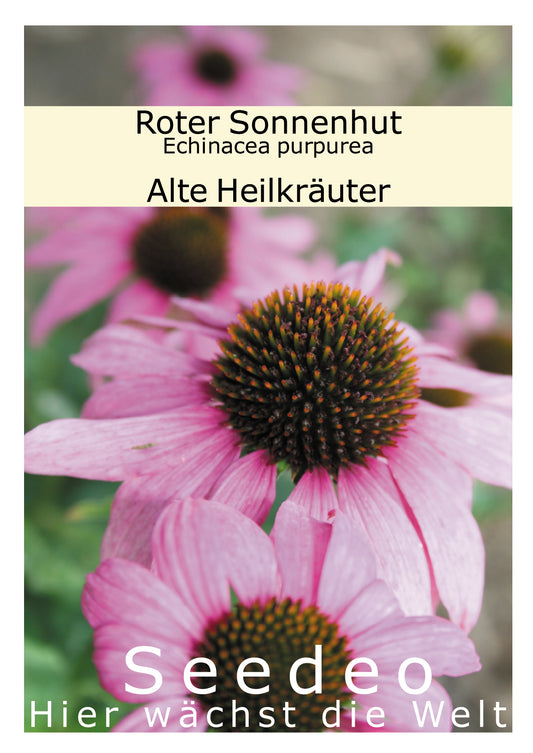 Seedeo® Roter Sonnenhut (Echinacea purpurea) 80 Samen