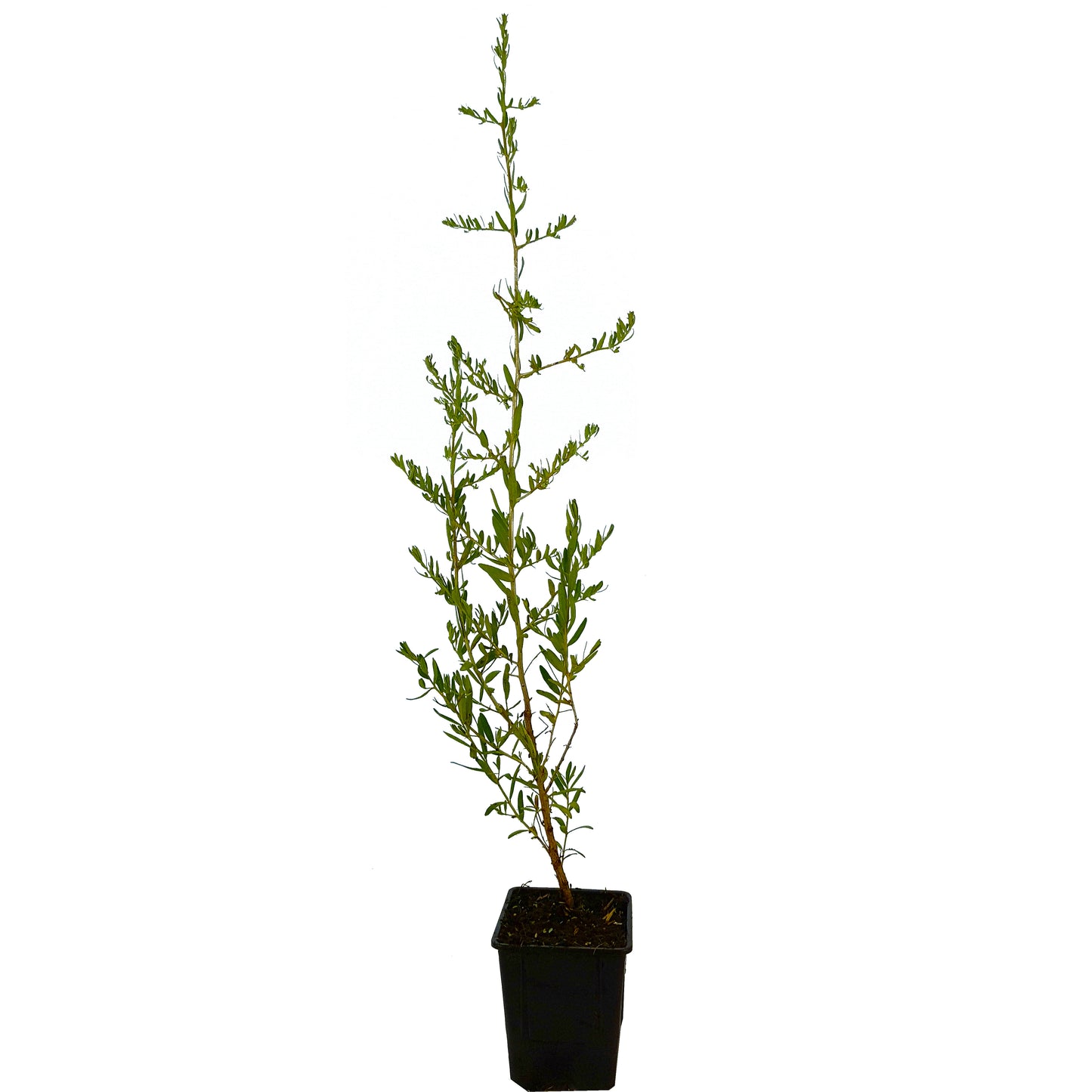 Seedeo® Sanddorn (Hippophae rhamnoides) ca. 50 cm hoch