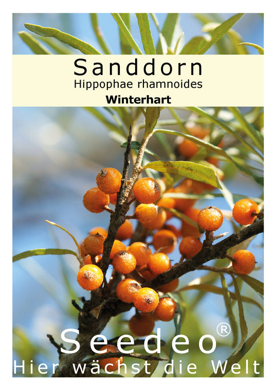 Seedeo® Sanddorn (Hippophae rhamnoides) 60 Samen
