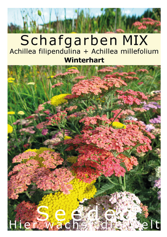 Seedeo® Schafgarben MIX (Achillea filipendulina + Achillea millefolium) 300 Samen