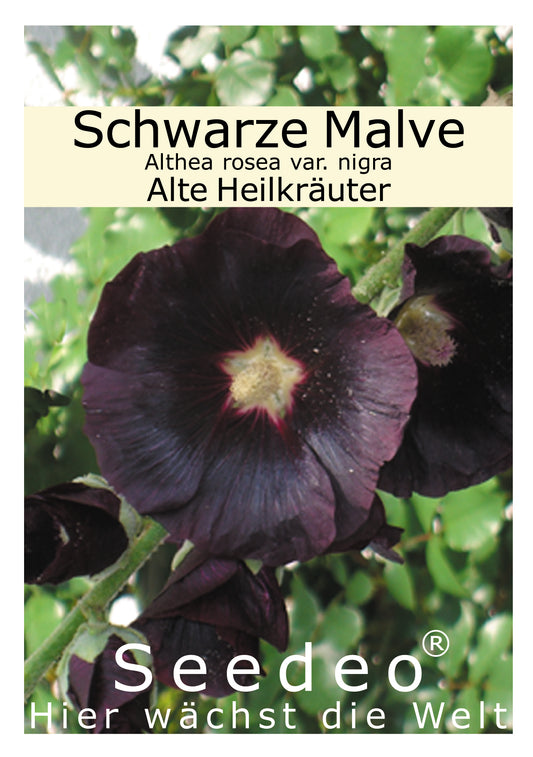Seedeo® Schwarze Malve (Althea rosea VAR. nigra) 80 Samen