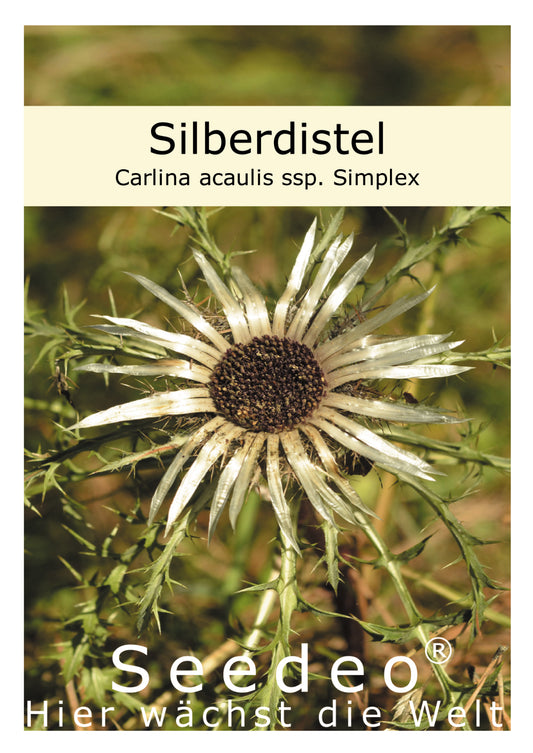 Seedeo® Silberdistel (Carlina acaulis ssp. Simplex) 30 Samen