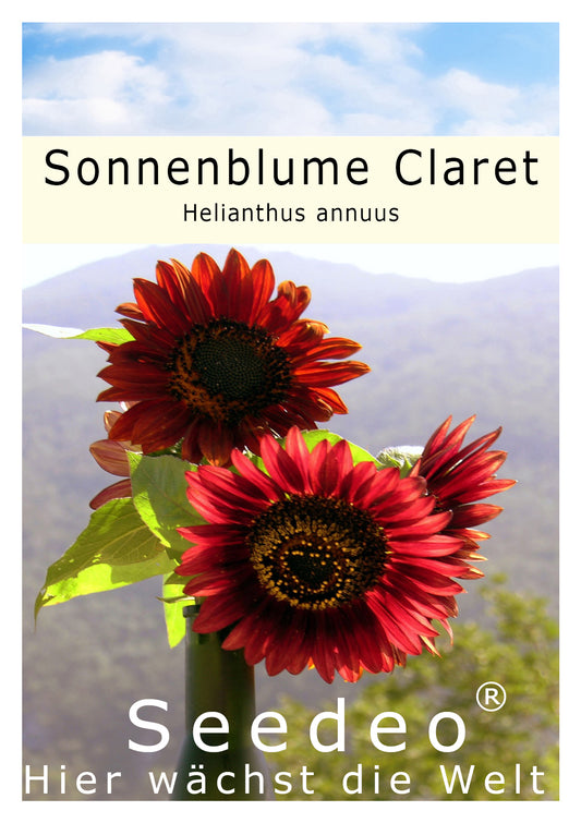 Seedeo® Sonnenblume Claret (Helianthus annuus) 20 Samen