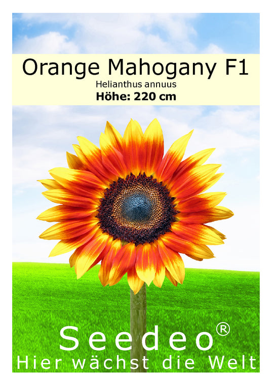 Seedeo® Sonnenblume Orange Mahogany F1 (Helianthus annuus) 20 Samen