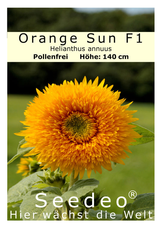 Seedeo® Sonnenblume Orange Sun (Helianthus annuus) 20 Samen