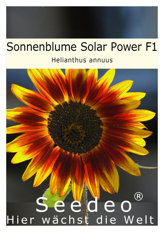 Seedeo® Sonnenblume Solar Power F1 (Helianthus annuus) 25 Samen