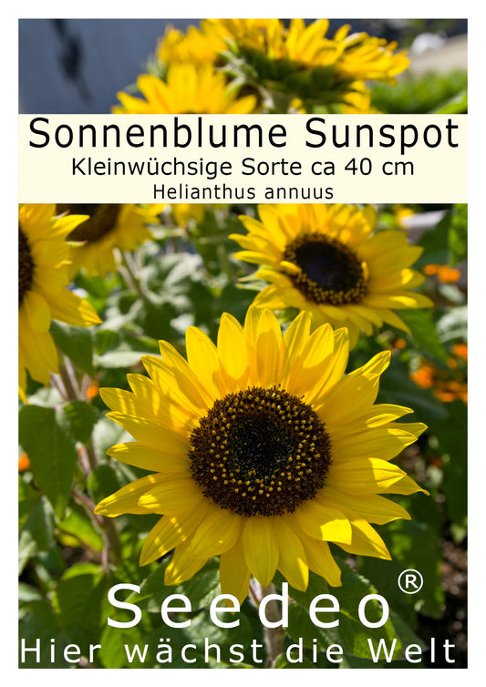 Seedeo® Sonnenblume Sunspot (Helianthus annuus) 20 Samen Kleinwüchsige Sorte ca 40 cm