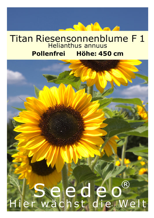 Seedeo® Sonnenblume Titan Riesensonnenblume F 1 (Helianthus annuus) 20 Samen
