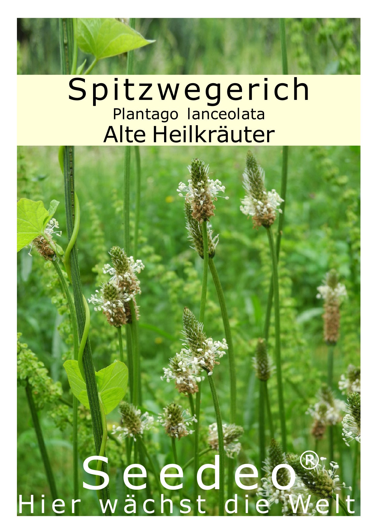 Seedeo® Spitzwegerich (Plantago lanceolata) 300 Samen BIO