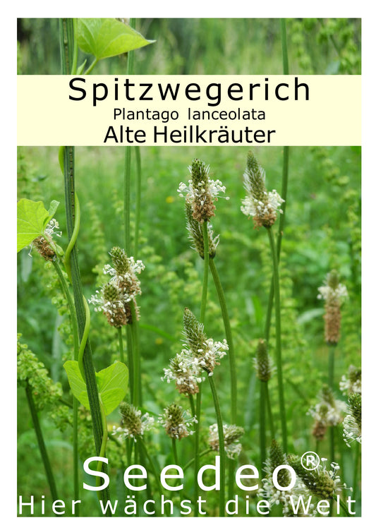 Seedeo® Spitzwegerich (Plantago lanceolata) 300 Samen BIO